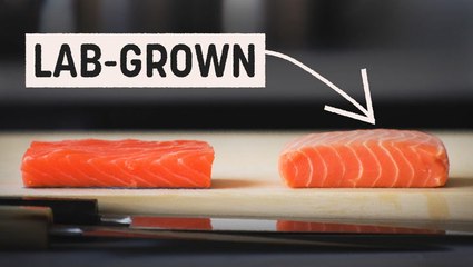 Could lab-grown salmon be the future of fish?