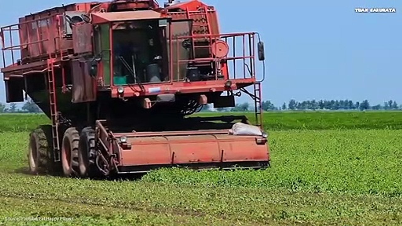 Awesome !!! Peanut Cultivation - Harvesting and Packaging Process with Modern Technology