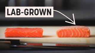 Could lab-grown salmon be the future of fish?