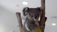 University of Newcastle's koala biobanking project | April 13, 2022 | Newcastle Herald