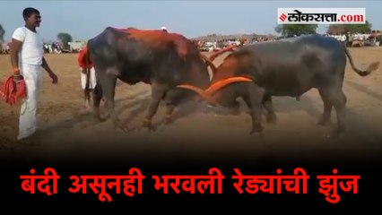 बीडमध्ये रंगली रेड्यांची चित्तथरारक झुंज