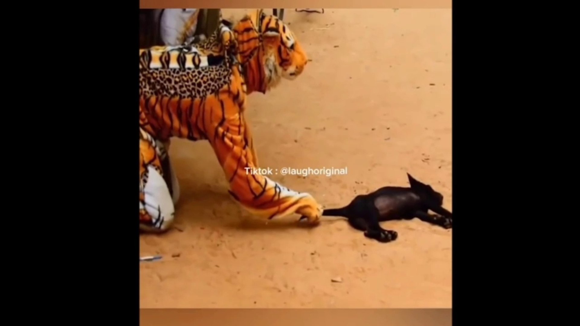 funny animals video || funny videos of animals || funny