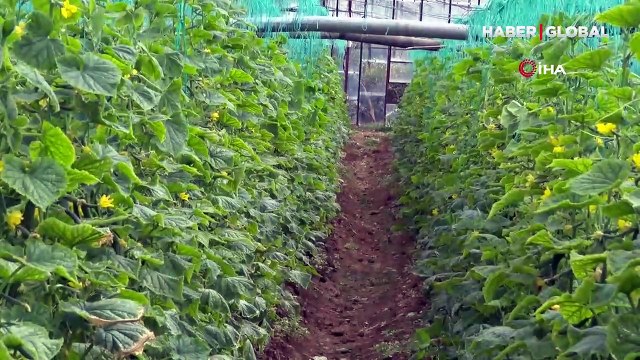 Tüketiciye ucuz sebze müjdesi! Yarı yarıya düşecek