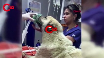 4 gün arayla ikinci kez zehirlediler: Ben buna artık 'seri katil' diyorum