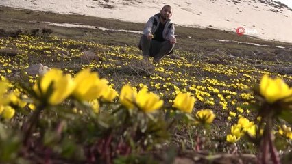 Yüksekova'da kar çiçekleriyle sarıya büründü