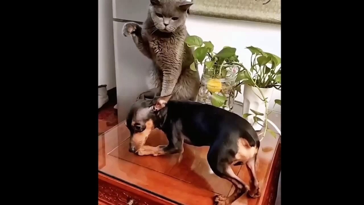 funny animals