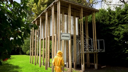 فيديو: باحثون كولومبيون يسعون إلى حماية النحل من خطر المبيدات الحشرية