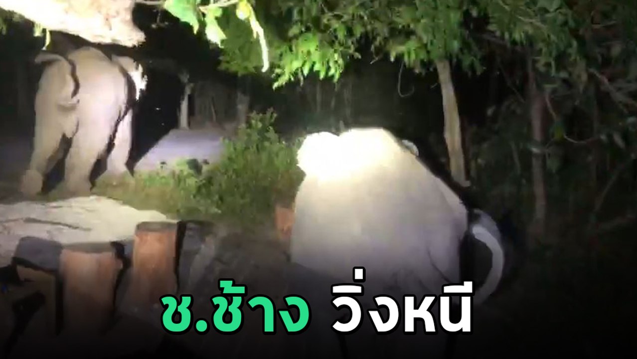 2 ช้างป่า ตกใจวิ่งหนีหางจุกตูด หลังได้ยินเสียงค...