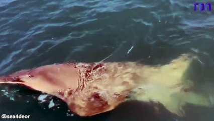 Un pêcheur hameçonne un poisson rare de 13 pieds de long pendant qu'il pêche au requin en Floride