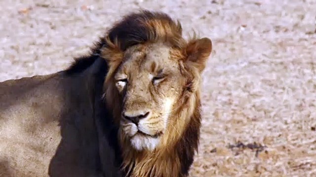 the king of animals Lion in slow motion''