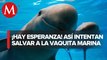 Marina y ONG cambian estrategia de proteccion a la vaquita marina