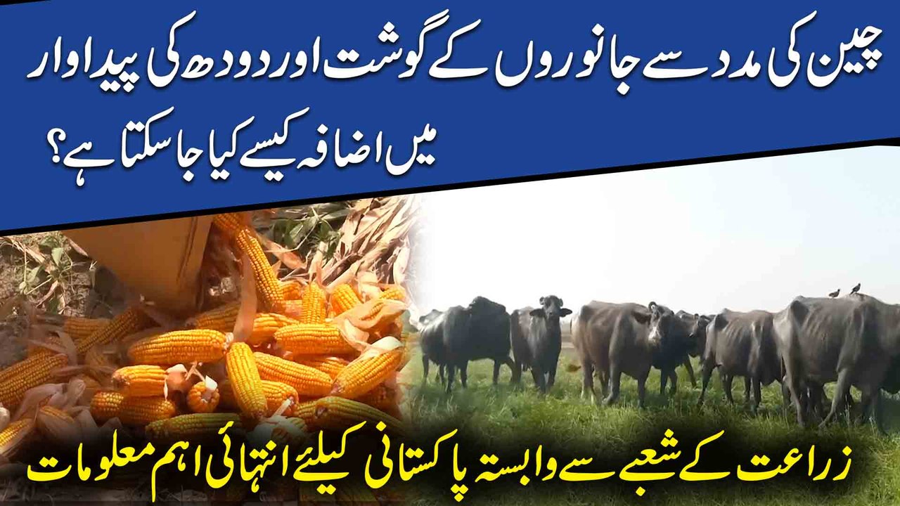 Cheen ki maddad se janwaro k gosht aur doodh ki pedawaar mei izafa kese kia ja sakta hai? Zaraat k shobay se wabasta Pakistani k Liye intehai ahem maloomat