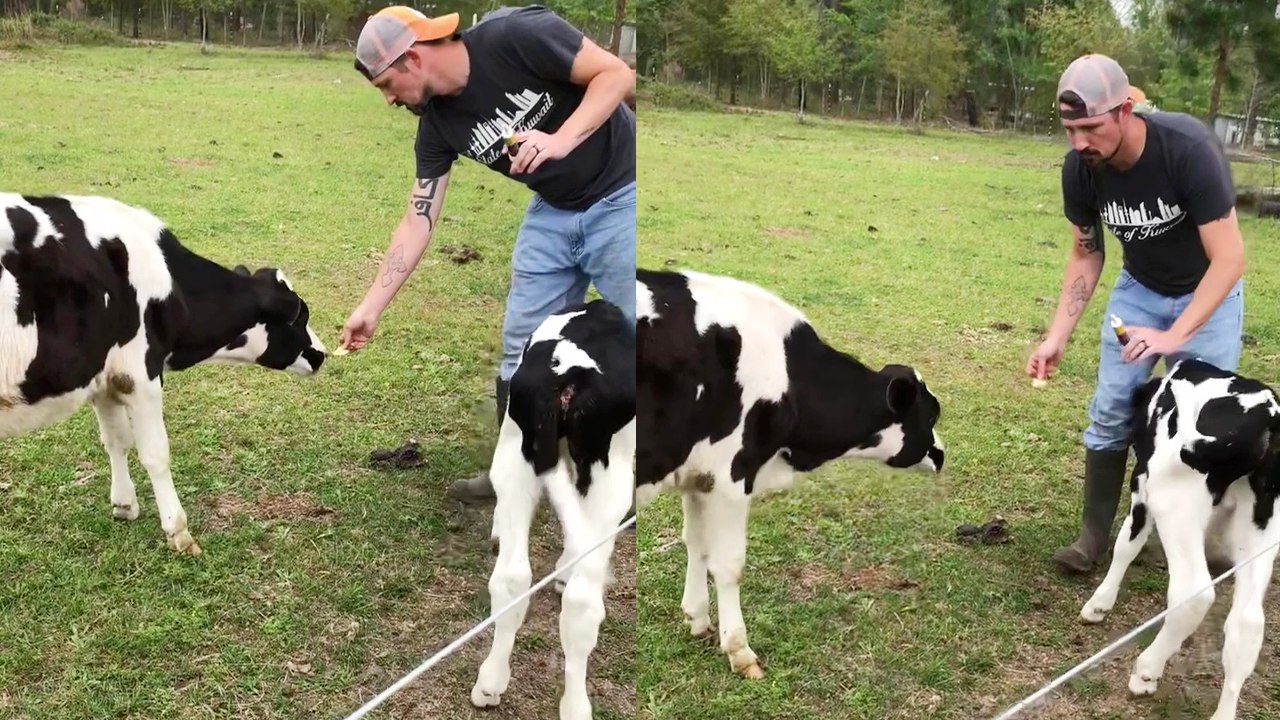 ''Feeding Fail!' Hungry bull calf injures man by striking him between the legs '