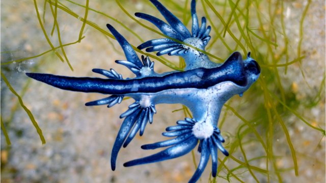 Le dragon bleu, une limace de mer venimeuse