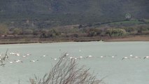 ÇANAKKALE - Gelibolu Yarımadası'na göçmen flamingolar bu yıl da geldi