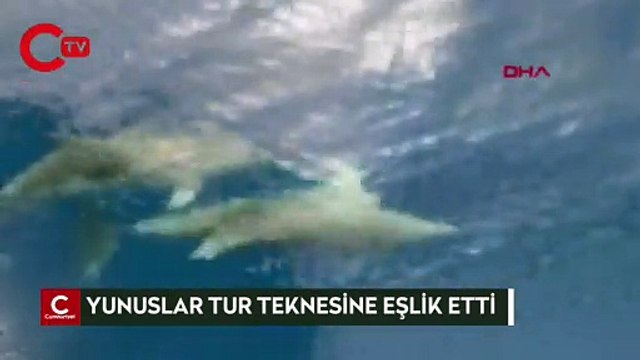 Yunuslar tur teknesine eşlik etti