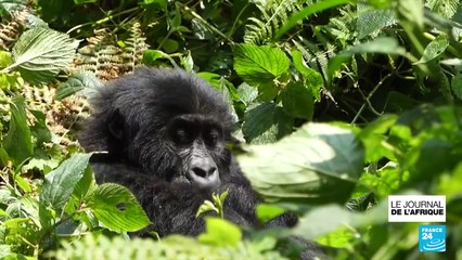 En RD Congo, un centre pour protéger les primates parfois traumatisés