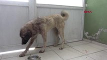 TÜFEKLİ SALDIRIDA YARALANAN KÖPEĞİN RÖNTGENİNDE 100 SAÇMA TESPİT EDİLDİ