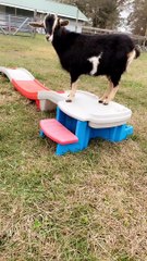 Frightening a Fainting Goat