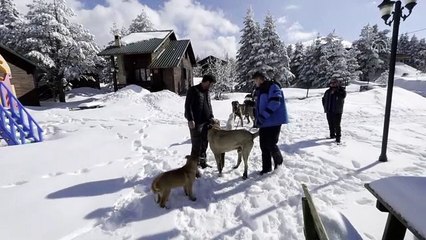 Görüntüler Bursa'dan! Ayı ile köpek...