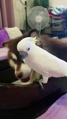 Casper the Cockatoo Barks at Bailey the Alaskan Malamute