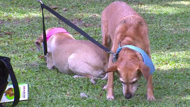 bd-consejos-para-llevar-a-su-mascota-de-paseo-120422