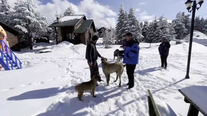 Ayı ve köpeğin boğuşması kamerada