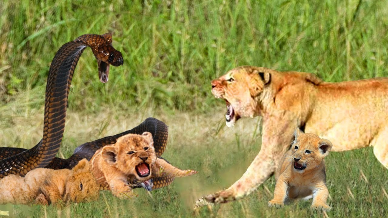 scary ! Cobra VS Lion, the most evil Cobra killed the lion by one ...