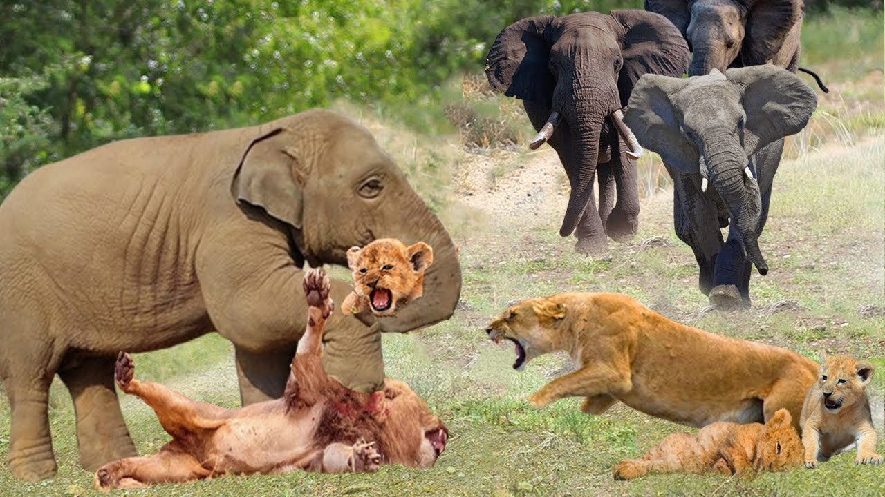 one Elephant VS whole family of lions! the rage of mother caused Massacre!