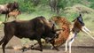 weak animals mothers turned into  wild  beasts when they felt danger around their babies
