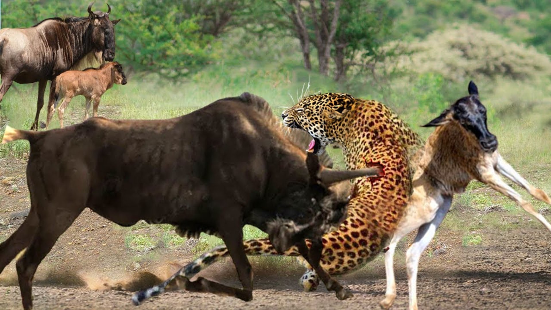 ⁣weak animals mothers turned into  wild  beasts when they felt danger around their babies