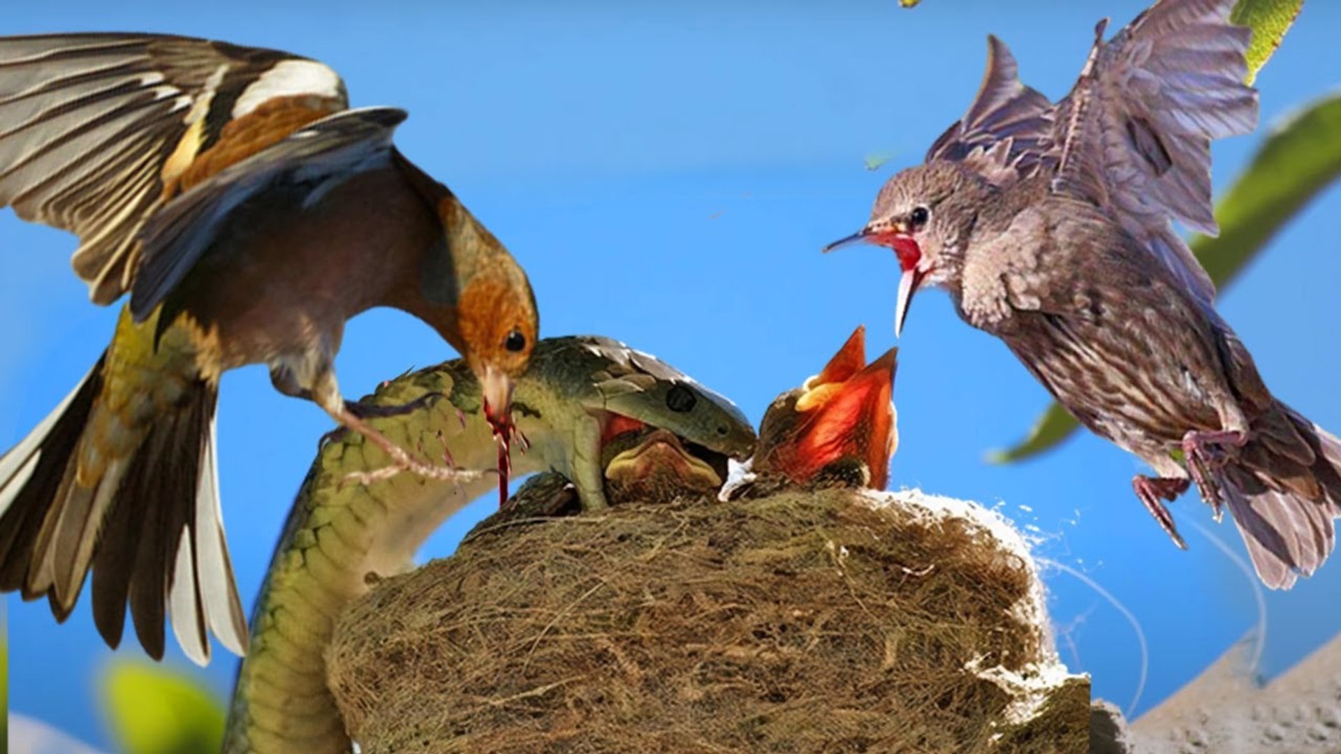 ⁣so scary !! snake attacked  the nest to eat those babies birds , but the birds was smarter than him 