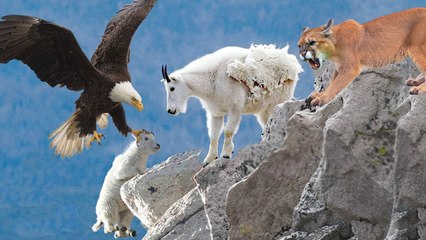 rare scene, those baby goats were kidnapped by this Eagle ,but their mother was there!