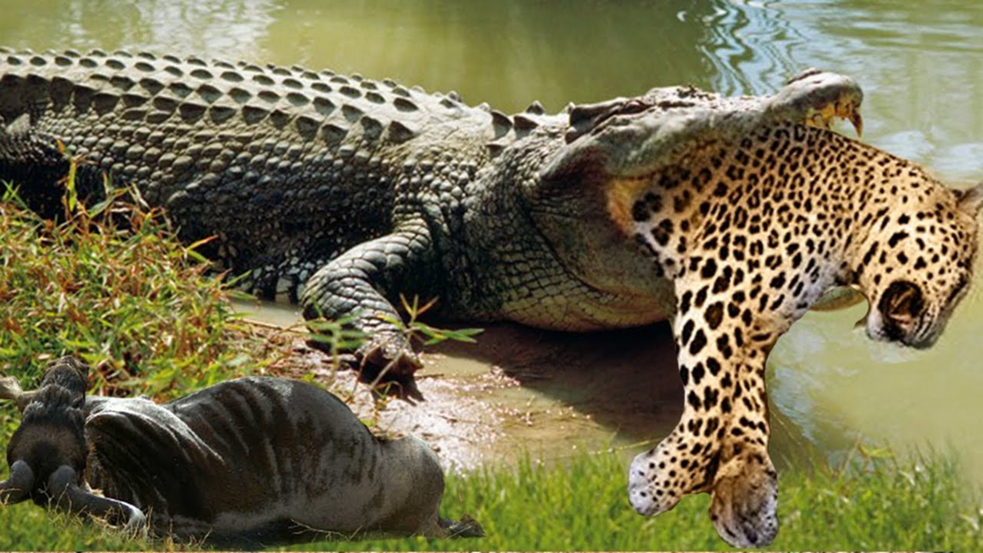 ⁣Leopard VS Crocodile ,see the bloody scene how the crocodile devoured this savage animal