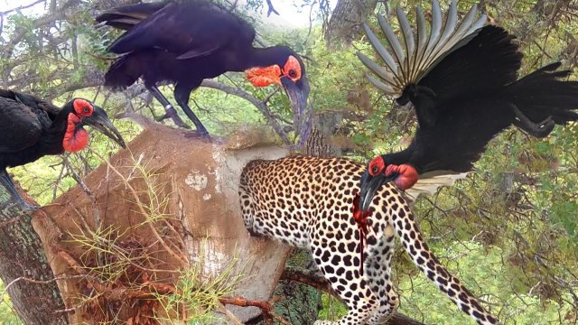 bloody battle on a tree Dirds VS Leopard ,see how those Birds couple killed this Leopard to save their babies