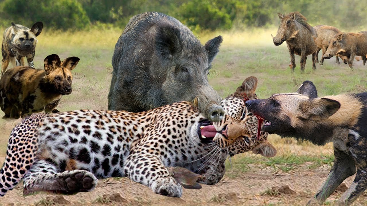 Warthog fight for his life! wild don and a leopard trying to haunt it