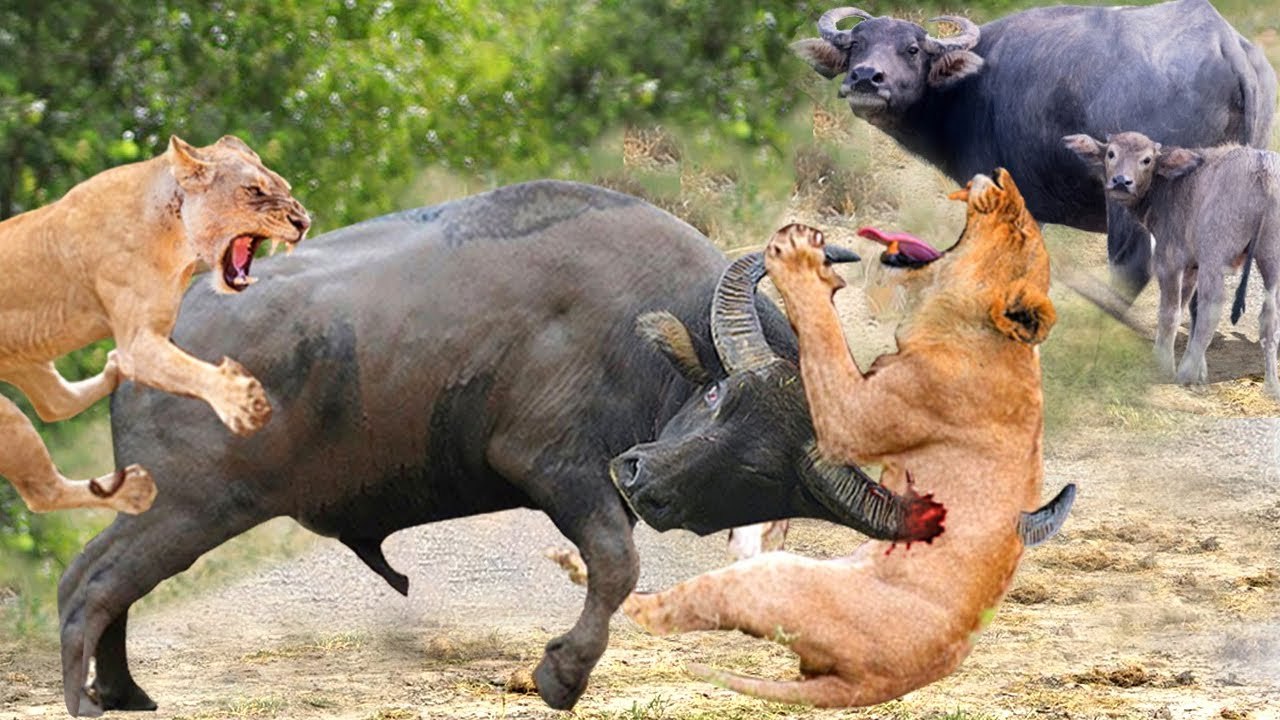 see this brave Buffalo attack this lion in a crazy way, only to save another buffalo