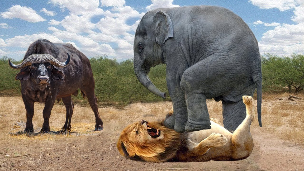 why  did this elephant attack the lion? to defend this buffalo?