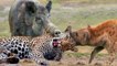 how come a hyena allied with a warthog!  but hunting leopard worth it!