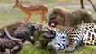 Baboons chivalry, when a baboons do a favor to an Impala , and  fight a tiger  to save her life !