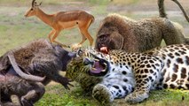 Baboons chivalry, when a baboons do a favor to an Impala , and  fight a tiger  to save her life !