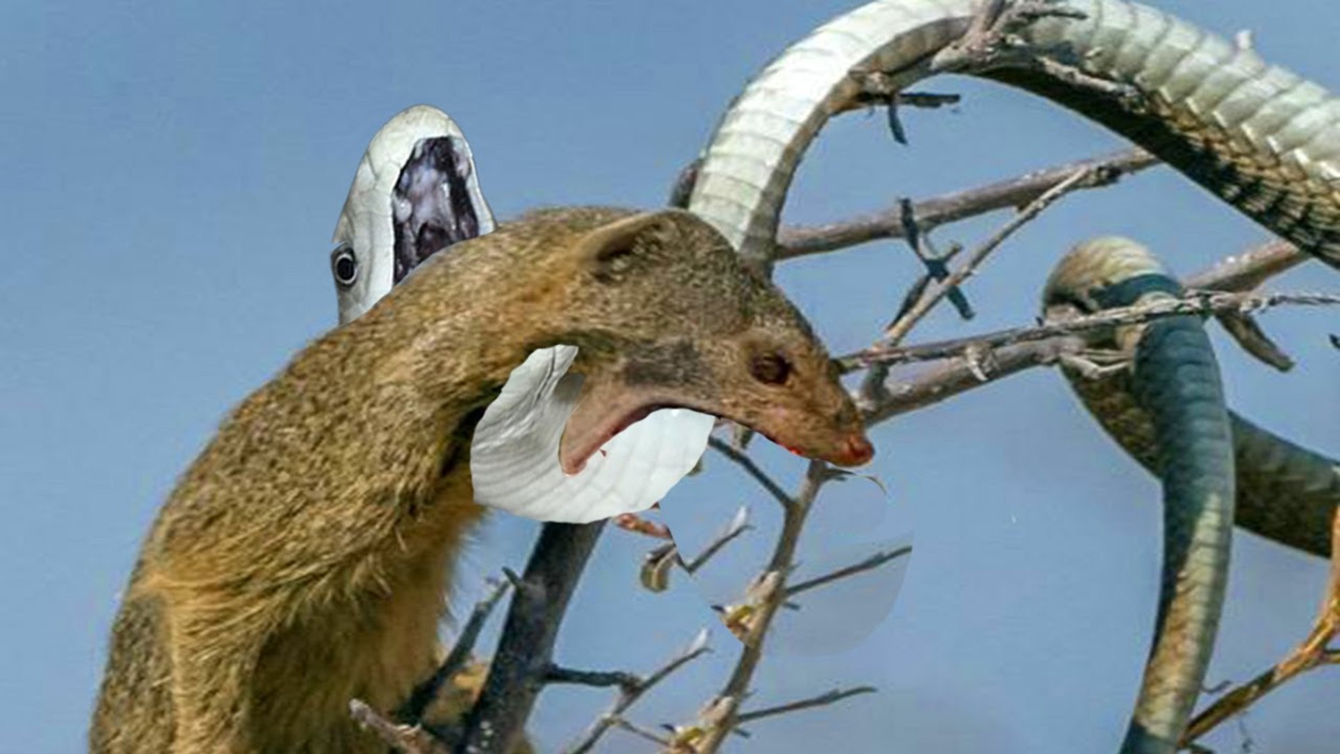 ⁣the dangerous snake got attacked by Mongoose! how can this small animal beat this deadly creature!
