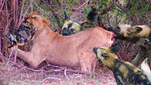 when like be taken suddenly by female wild dogs to save their cubs, mothers are always mothers
