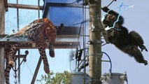scenes that could bring your tears!! poor wild animals approached electricity till it took their life
