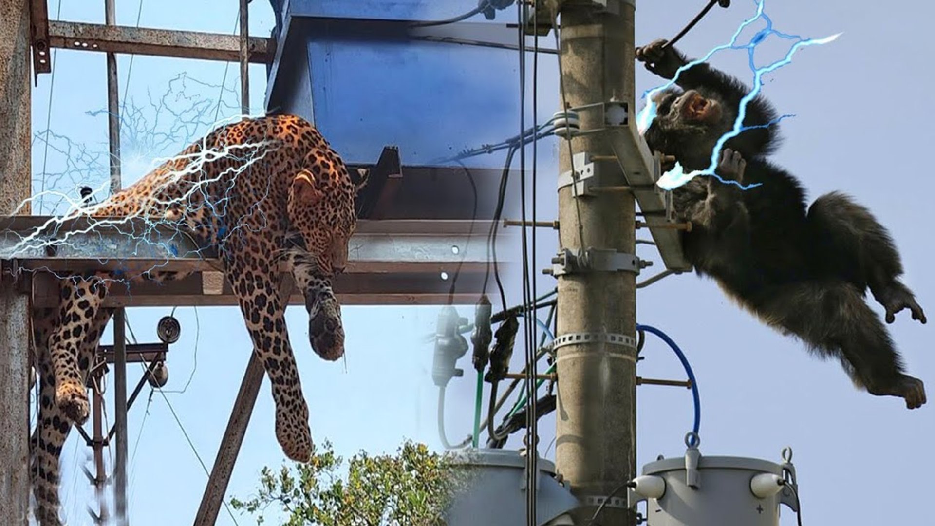 ⁣scenes that could bring your tears!! poor wild animals approached electricity till it took their lif
