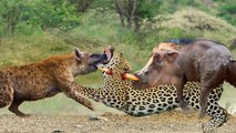 WHEN a leopard gets in between  angry warthog  and bloody Hyena!! they almost took their life