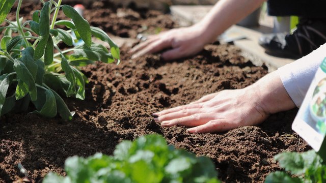 Siembran 6 millones de árboles en Costa Rica para recordar a las víctimas del Covid-19