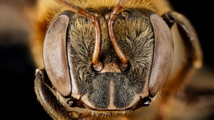 Stingless Bees’ Honey Provides Food, Income For Indigenous Groups In The Amazon