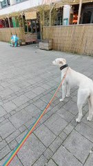 Doggo Tries to Make Friends with Statue