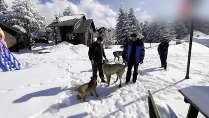 Köpek ile ayının kapışma anları kamerada!